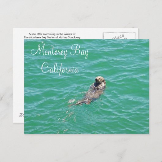 Monterey Bay Zee Otter Briefkaart (Voorkant / Achterkant)