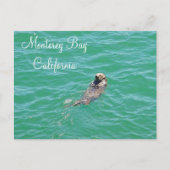 Monterey Bay Zee Otter Briefkaart (Voorkant)
