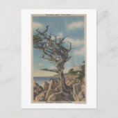 Monterey, CA - Old Witch Tree op 17 miljoen Briefkaart (Voorkant)