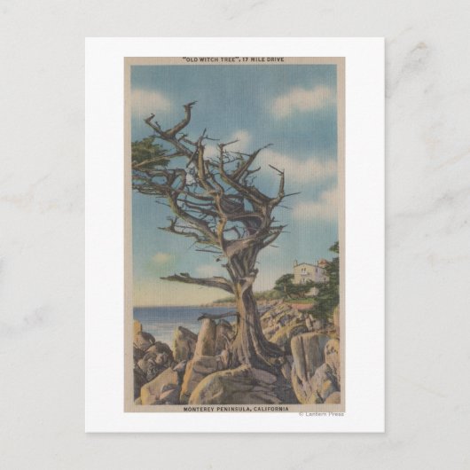 Monterey, CA - Old Witch Tree op 17 miljoen Briefkaart (Voorkant)