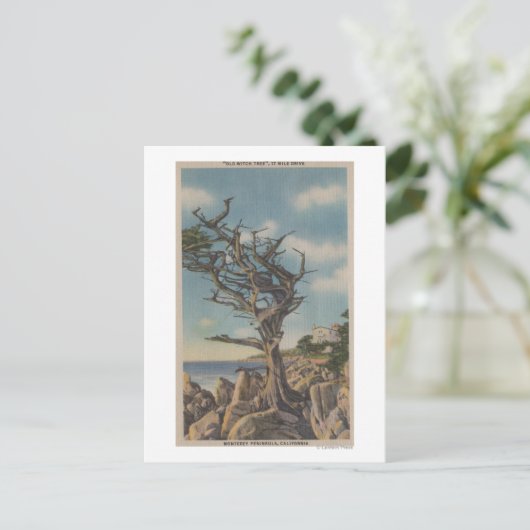 Monterey, CA - Old Witch Tree op 17 miljoen Briefkaart (Staand voorkant)