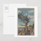 Monterey, CA - Old Witch Tree op 17 miljoen Briefkaart (Voorkant / Achterkant)