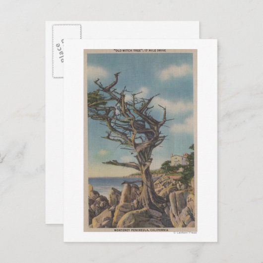 Monterey, CA - Old Witch Tree op 17 miljoen Briefkaart (Voorkant / Achterkant)