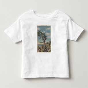 Monterey, CA - Old Witch Tree op 17 miljoen Kinder Shirts