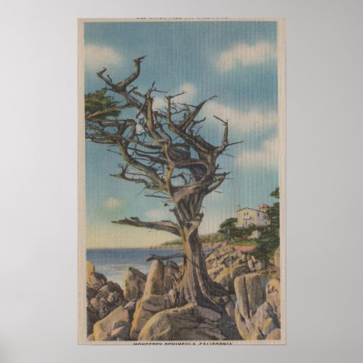 Monterey, CA - Old Witch Tree op 17 miljoen Poster (Voorkant)