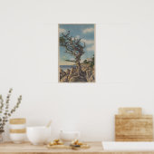 Monterey, CA - Old Witch Tree op 17 miljoen Poster (Keuken)