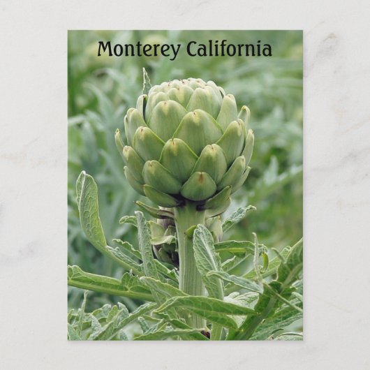 Monterey California Artichoke Briefkaart (Voorkant)