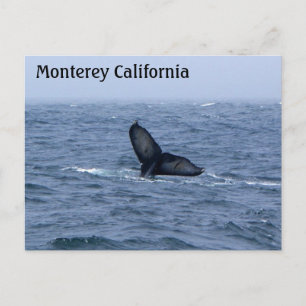 Monterey California Whale Tail Briefkaart