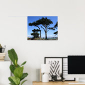 Monterey Cypress Tree, kustfoto Poster (Thuiskantoor)