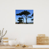 Monterey Cypress Tree, kustfoto Poster (Keuken)