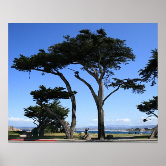 Monterey Cypress Tree, kustfoto Poster (Voorkant)
