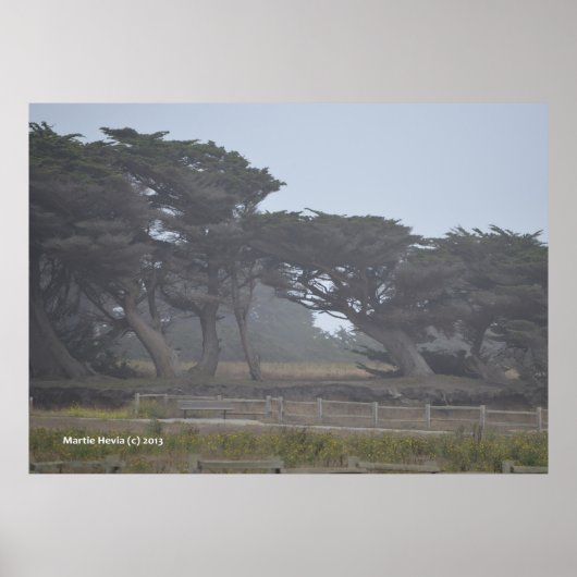 Monterey Cypresses Poster (Voorkant)