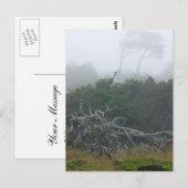 Monterey Fog Briefkaart (Voorkant / Achterkant)