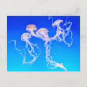 Monterey Jellyfish Briefkaart (Voorkant)