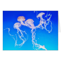 Monterey Jellyfish-Wenskaart