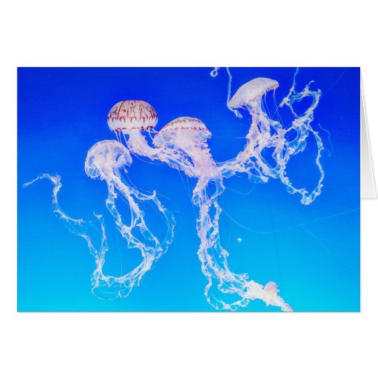 Monterey Jellyfish-Wenskaart (Voorkant Horizontaal)