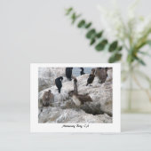Monterey Pelicans Briefkaart (Staand voorkant)