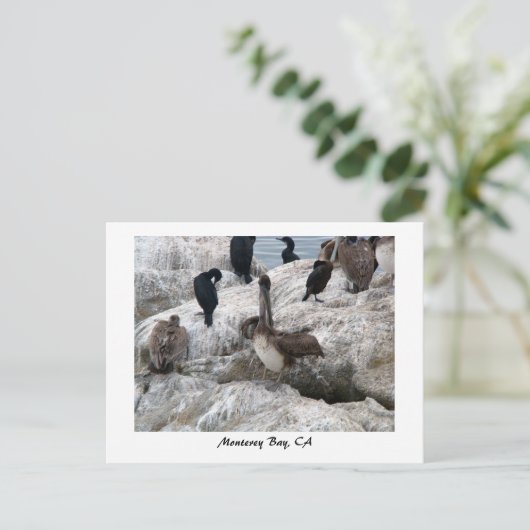 Monterey Pelicans Briefkaart (Staand voorkant)