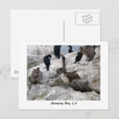 Monterey Pelicans Briefkaart (Voorkant / Achterkant)