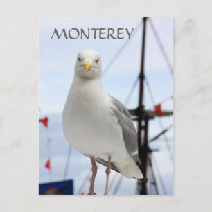 Monterey, Seagull en Boat Briefkaart