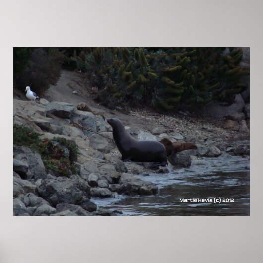 Monterey Watering Hole Poster (Voorkant)