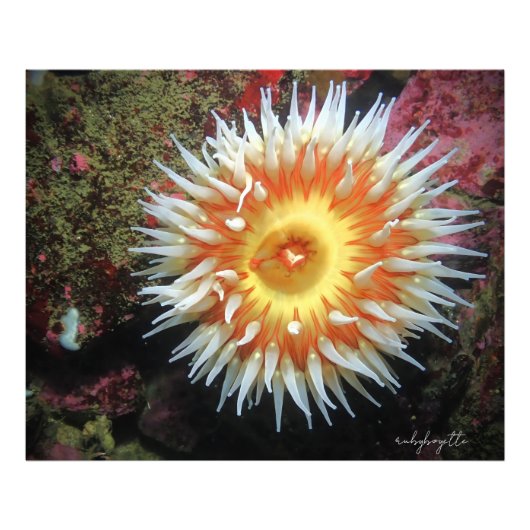 Monterey Zeeanemoon Foto Afdruk (Voorkant)