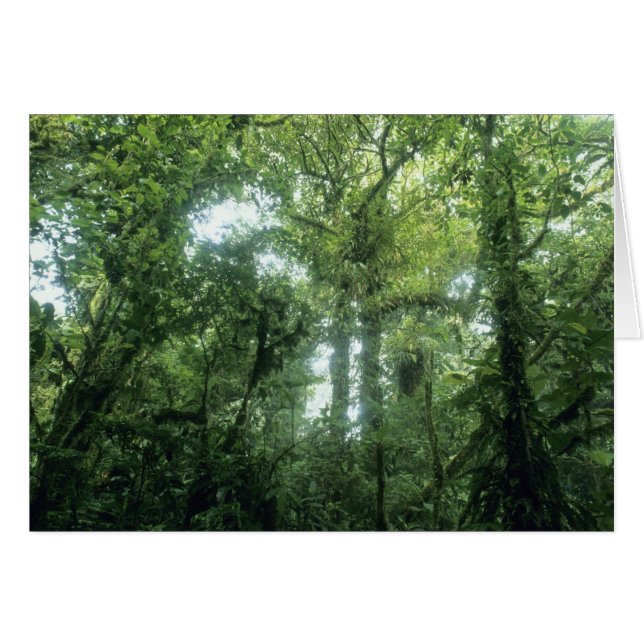 Monteverde Cloud Forest, Costa Rica. (Voorkant Horizontaal)