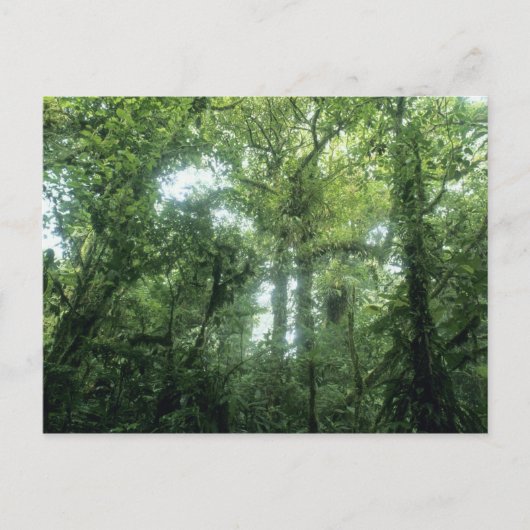 Monteverde Cloud Forest, Costa Rica. Briefkaart (Voorkant)