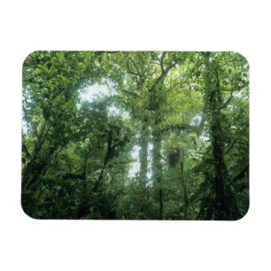 Monteverde Cloud Forest, Costa Rica. Magneet