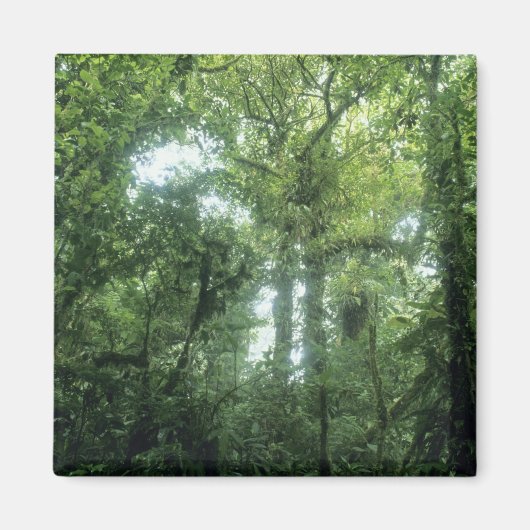 Monteverde Cloud Forest, Costa Rica. Magneet (Voorkant)