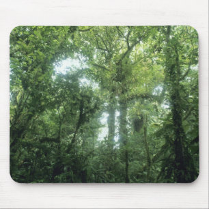 Monteverde Cloud Forest, Costa Rica. Muismat