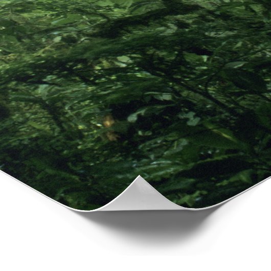 Monteverde Cloud Forest, Costa Rica. Poster (Hoek)