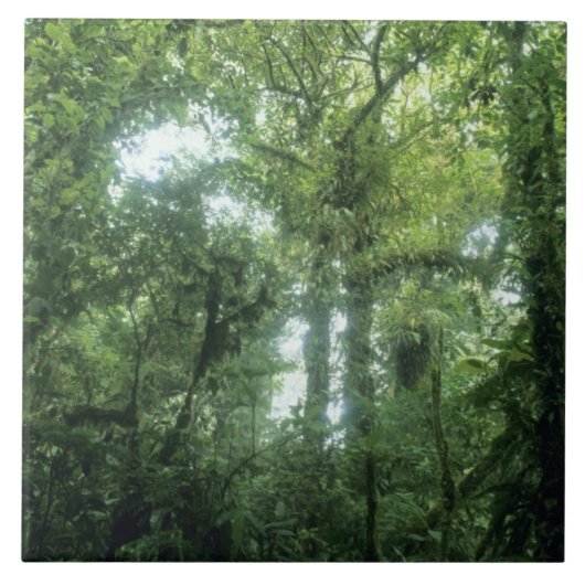 Monteverde Cloud Forest, Costa Rica. Tegeltje (Voorkant)