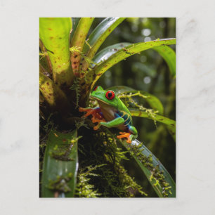 Monteverde Cloud Forest Rode ogen boomkikker Briefkaart