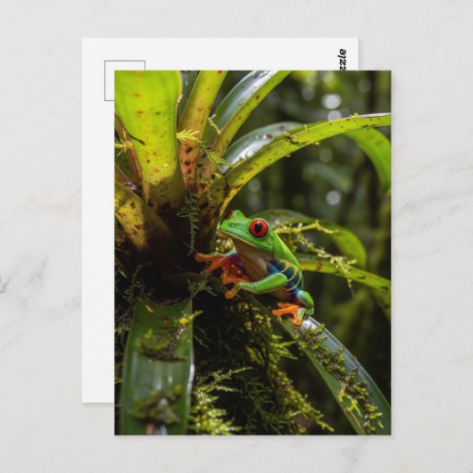 Monteverde Cloud Forest Rode ogen boomkikker Briefkaart (Voorkant / Achterkant)