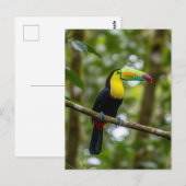 Monteverde Cloud Forest Toucan Costa Rica Briefkaart (Voorkant / Achterkant)