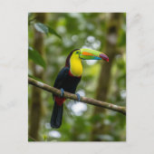 Monteverde Cloud Forest Toucan Costa Rica Briefkaart (Voorkant)