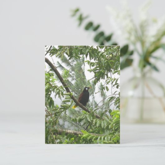 Montezuma Oropendola Briefkaart (Staand voorkant)