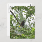 Montezuma Oropendola Briefkaart (Voorkant / Achterkant)