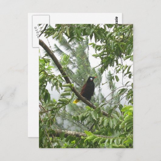 Montezuma Oropendola Briefkaart (Voorkant / Achterkant)