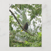 Montezuma Oropendola Briefkaart (Voorkant)