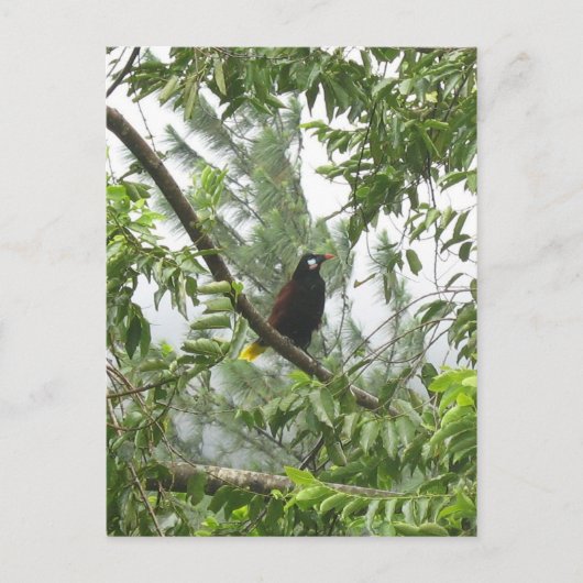 Montezuma Oropendola Briefkaart (Voorkant)