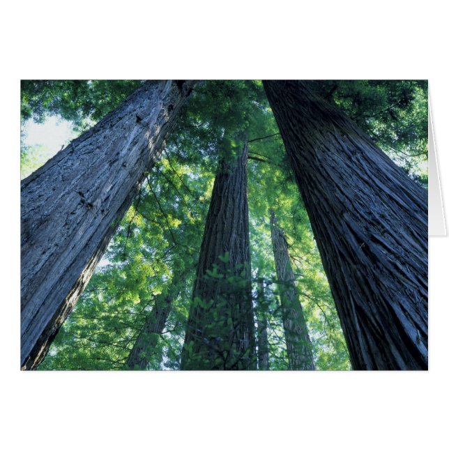 Montgomery Woods State Reserve, Californië. (Voorkant Horizontaal)