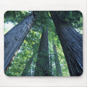 Montgomery Woods State Reserve, Californië. Muismat