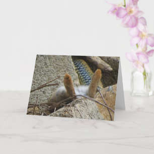 Montpellier Snake en Konijn Kaart