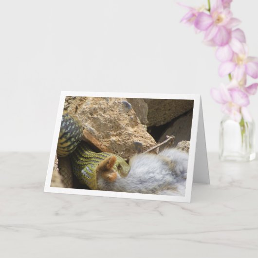 Montpellier Snake Feasting op Konijn Kaart (Orchidee)