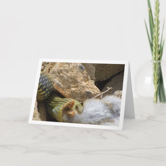 Montpellier Snake Feasting op Konijn Kaart (Voorkant)