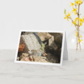 Montpellier Snake Feasting op Konijn Kaart (Gele Bloem)