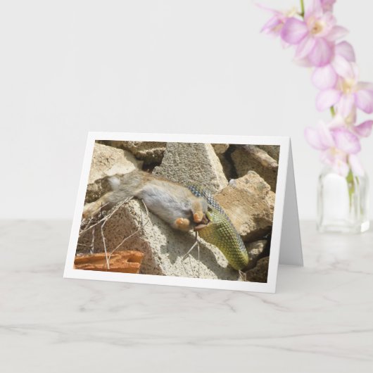 Montpellier Snake Feasting op Konijn Kaart (Orchidee)