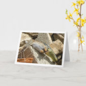 Montpellier Snake Feasting op Konijn Kaart (Gele Bloem)